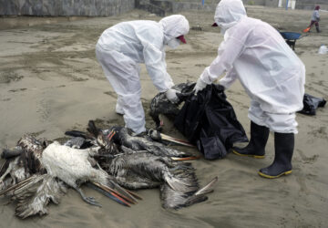 FILE - Municipal workers collect dead pelicans on Santa Maria beach in Lima, Peru, Tuesday, Nov. 30, 2022, as thousands of birds have died in November along the Pacific of Peru from bird flu, according to The National Forest and Wildlife Service (Serfor). (AP Photo/Guadalupe Pardo, File)