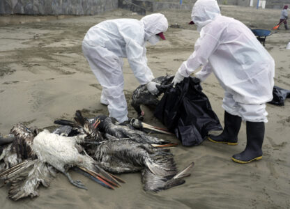 FILE - Municipal workers collect dead pelicans on Santa Maria beach in Lima, Peru, Tuesday, Nov. 30, 2022, as thousands of birds have died in November along the Pacific of Peru from bird flu, according to The National Forest and Wildlife Service (Serfor). (AP Photo/Guadalupe Pardo, File)