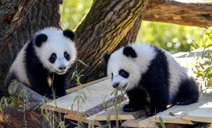 Giant panda cub twins Leni and Lotti plays in an outdoor area of the Panda Garden, during their first outdoor adventure, at the Zoo in Berlin, Germany, Thursday, March 20, 2025. (AP Photo/Ebrahim Noroozi)