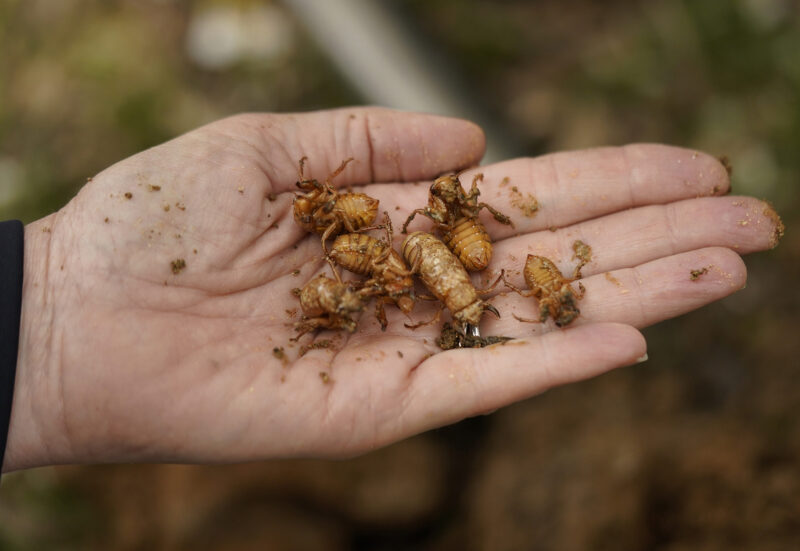 Ap 21124798476986 Hm Cicadas